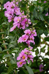 Close-up of Lagerstroemia speciosa flower blooming