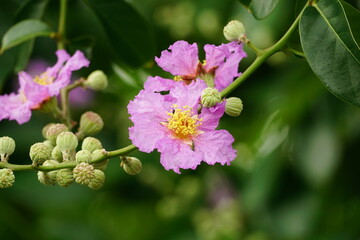 Close-up of Lagerstroemia speciosa flower blooming
