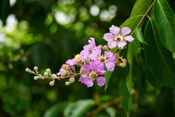 Close-up of Lagerstroemia speciosa flower blooming