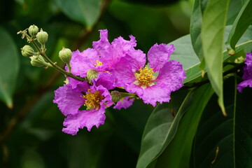 Close-up of Lagerstroemia speciosa flower blooming
