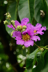 Close-up of Lagerstroemia speciosa flower blooming