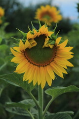 sunflower in the garden