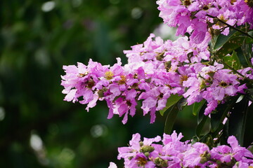 Close-up of Lagerstroemia speciosa flower blooming