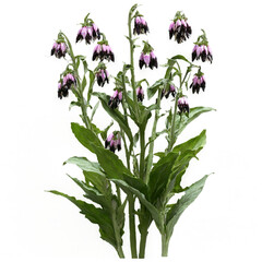 Comfrey isolated on transparent background