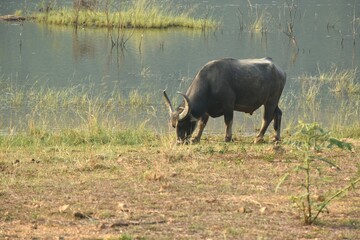 Thai buffalo feeding grass on field at Klong bot water reservoir lake in Thailand