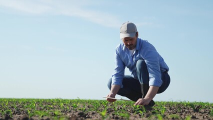 Businessman digital agricultural farmer with tablet. Man male farm worker takes care of corn crops sowing shoots videos takes photos manages resources monitors condition of crop harvest in field.