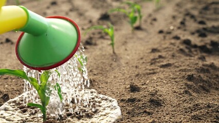 Watering sprouts crops from watering can. Growing corn irrigation with water fresh green plant...