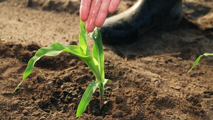 Farmer takes care of corn sprouts watering moisturizing nourishing ground with water. Cultivating...