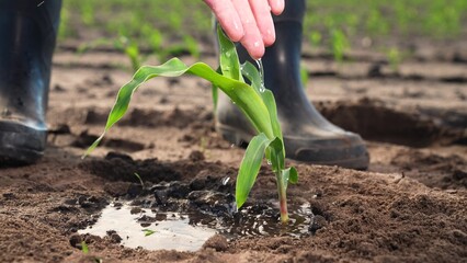 Farmer takes care of corn seedlings. Sprouted corn seeds, green leaves of fresh sprouts germs, farm...