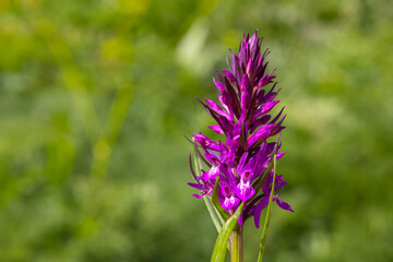Macro shot of a southern marsh orchid (dactylorhiza praetermissa) flower in bloom