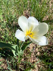 Белый распустившийся тюльпан с маленькими букашками внутри цветка