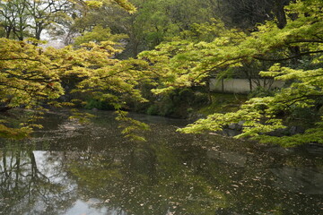 Obraz premium Wakayama-jo Castle with Spring Cherry Blossom in Wakayama, Japan - 日本 和歌山県 春の和歌山城
