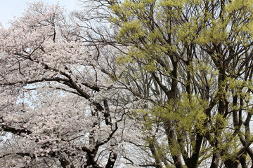 Cherry trees with cherry blossoms and trees with fresh green leaves background