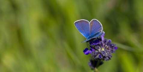 little blue butterfly on plant, Pontic Blue, Polyommatus coelestinus