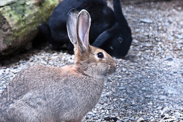 Kaninchen in ihrem Außengehege