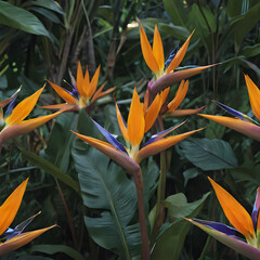 Obraz premium a many orange and blue flowers in the garden