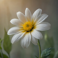 a white flower with yellow center sitting in a green plant