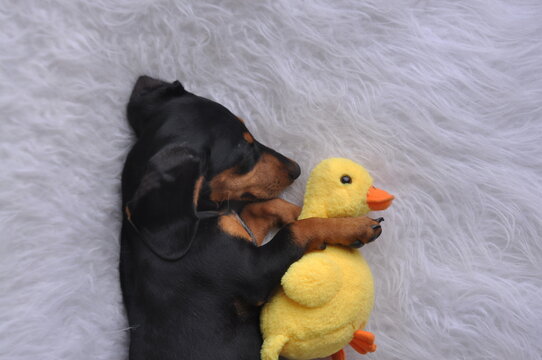 cachorro fofo filhote de duchshund com patinho de pel&uacute;cia 