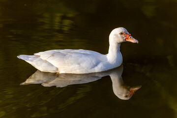 The Muscovy duck also knows Pato-do-mato swiming in a lake. Species Cairina moschata. Duck native to the Americas. Wild animals. Animal world.