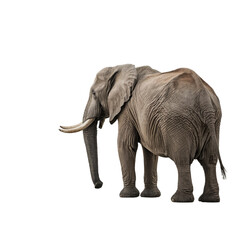 Elephant isolated on transparent, PNG, background