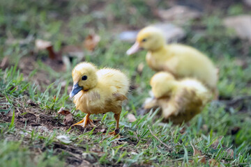 The baby Muscovy duck also knows Pato-do-mato. Species Cairina moschata. Baby duck native to the Americas. Wild animals. Animal world.