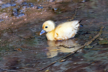 The baby Muscovy duck also knows Pato-do-mato. Species Cairina moschata. Baby duck native to the Americas. Wild animals. Animal world.