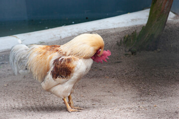 Hahn putzt sein Gefieder