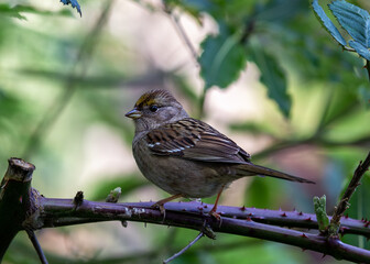 Golden-crowned Sparrow (Zonotrichia atricapilla) - Winter Charmer of the West Coast - Europe's Busy Woodpecker