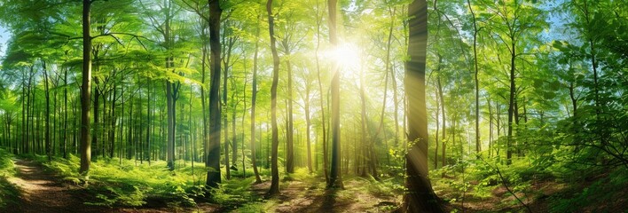 Sunlight filters through forest trees, illuminating the natural landscape
