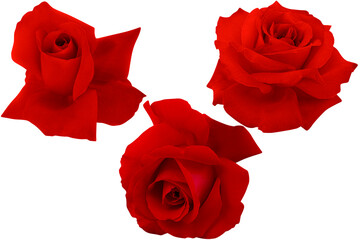 Three dark red roses isolated on white background.Photo with clipping path.