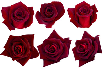 Six dark red velvet rose heads blooming isolated on white background.Photo with clipping path.