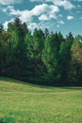 Waldlichtung in saftigem Grün