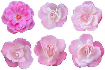 Pale pink roses are blooming isolated on the white background.Photo with clipping path.