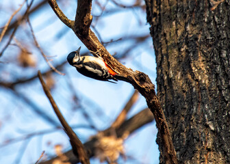 Great Spotted Woodpecker (Dendrocopos major) - Europe's Busy Woodpecker