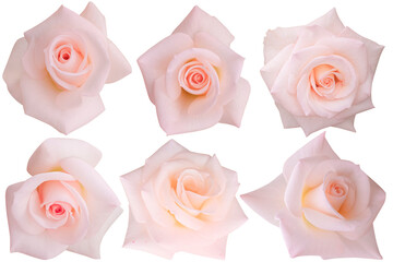 Six Pastel pink roses are head blooming isolated on the white background.Photo with clipping path.