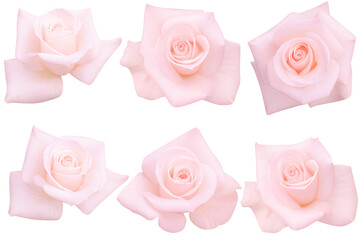 Six pastel pink roses blooming isolated on the white background.Photo with clipping path.