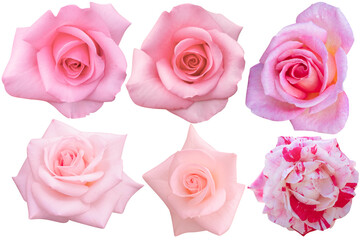 Beautiful Pink and pastel pink rose isolated on the white background. Photo with clipping path.