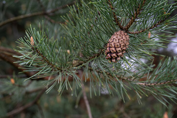 Fototapeta premium Ripe opening pine cone on tree.