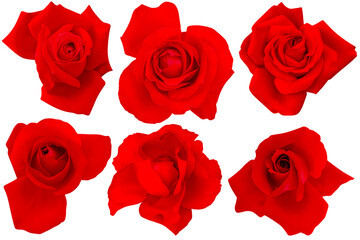 Beautiful six red roses head blooming isolated on white background.Photo with Clipping Path.