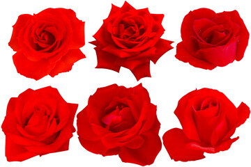 set of 6 red roses blooming isolated on white background.Photo with Clipping Path.