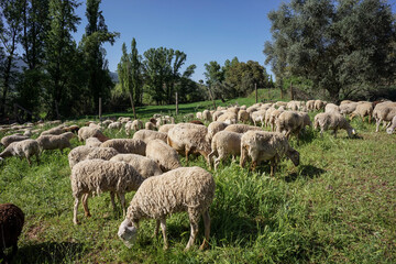 Fototapeta premium flock of sheep grazing, Sierra de Segura region, Jaén province, Andalusia, Spain