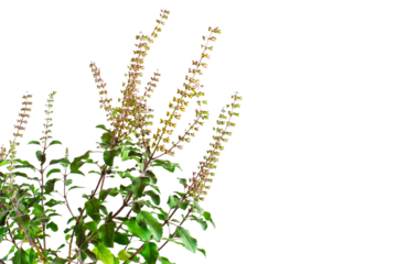 fresh indian Medicinal and hindu religious plant green tulsi or holy basil herb Ocimum sanctum also known as Shyama tulsi,Rama tulsi for hindu religion,health concept,cutout in transparent background