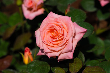 薔薇