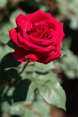 薔薇