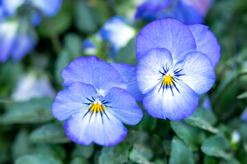 Close-up of horned violets (Viola cornuta). The little sisters of pansies belong to the violet family. The small violet flowers bloom from spring to autumn.