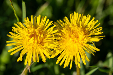 Natural beauty of two yellow dandelion flowers (Taraxacum) from the daisy family (Asteraceae) in...