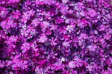 Rock garden with blooming bright pink Phlox douglasii, common name tufted phlox or Columbia phlox,...