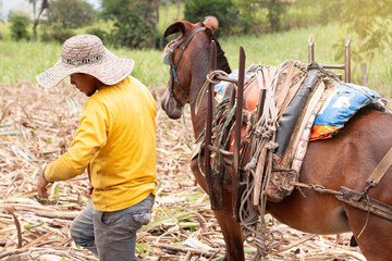 lifestyle: mule driver working in sugar cane cultivation