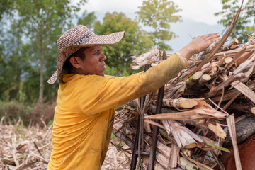 lifestyle: colombian farmer loads a mule with sugar cane to make panela