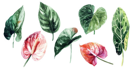 exotic flowers, red anthurium on an isolated white background. botanical illustration, watercolor